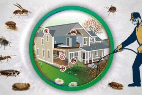 Best Pest Control Services Debug your home or business today